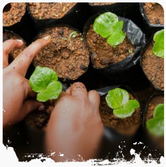 Planting coffee seedlings