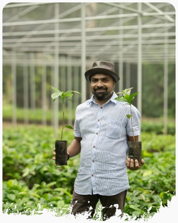 Farmer holding coffee saplings