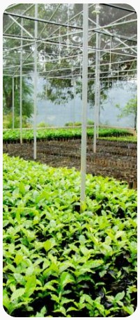 Coffee nursery rows